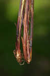 White edge sedge